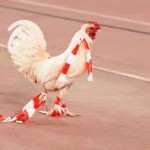 All’ora di pranzo con i ” galletti “……. di Tino La Vecchia image-24190